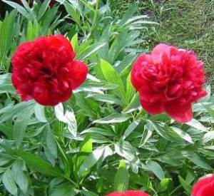 Paeonia officinalis 'Rubra Plena'