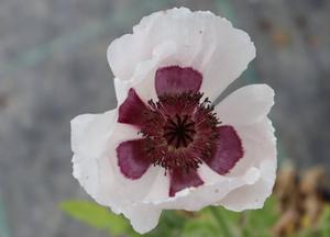 Papaver orientale 'Royal Wedding'