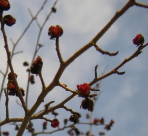 Parrotia persica