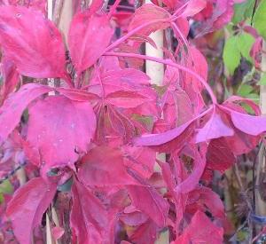 Parthenocissus quinquefolia var. engelmannii