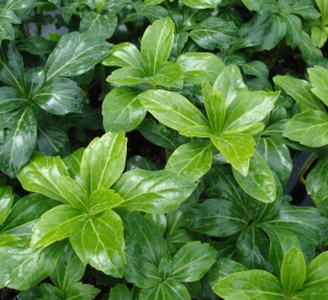 Pachysandra terminalis 'Green Carpet'