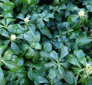 Pachysandra terminalis 'Green Sheen'