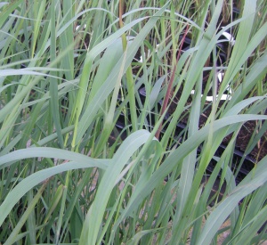 Panicum virgatum 'Dallas Blues'