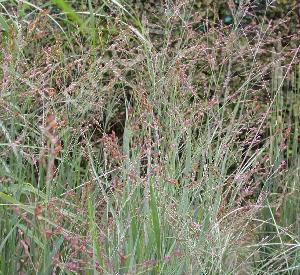 Panicum virgatum 'Heavy Metal'