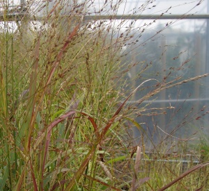 Panicum virgatum 'Rehbraun'