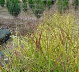 Panicum virgatum 'Rotstrahlbusch'