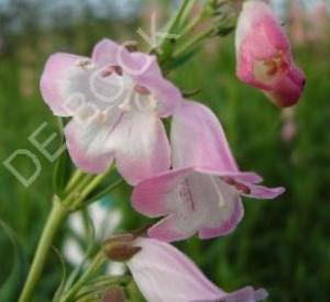 Penstemon 'Apple Blossom'