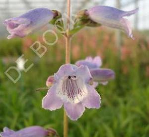 Penstemon 'Sour Grapes'