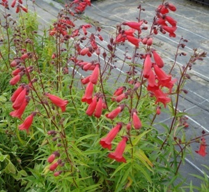 Penstemon 'Schoenholzeri'