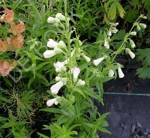 Penstemon 'White Bedder'