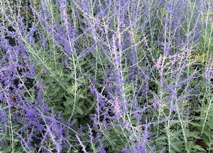 Perovskia atriplicifolia 'Blue Spire'