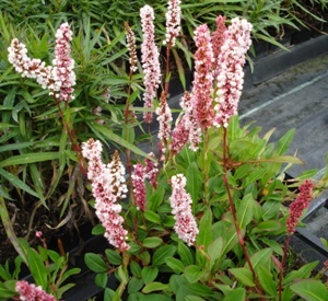 Persicaria affine 'Donald Lowndes'