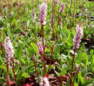 Persicaria affine 'Darjeeling Red'