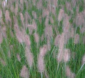 Pennisetum alopecuroides 'Hameln'