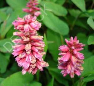 Persicaria amplexicaulis 'Inverleith'