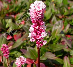 Persicaria affine 'Kabouter'