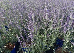 Perovskia atriplicifolia 'Little Spire'