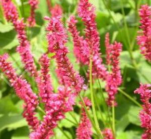 Persicaria amplexicaulis 'Speciosa'