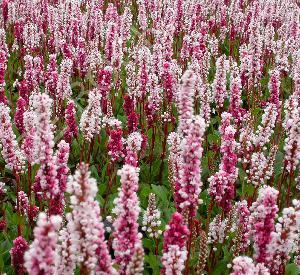 Persicaria affine 'Superba'