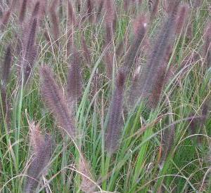 Pennisetum alopecuroides 'Viridescens'