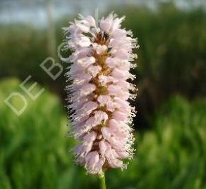 Persicaria bistorta