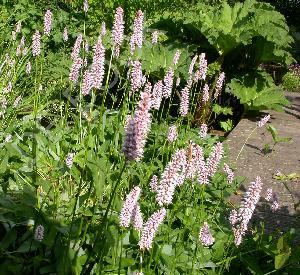 Persicaria bistorta 'Superba'