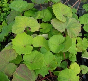 Petasites hybridus