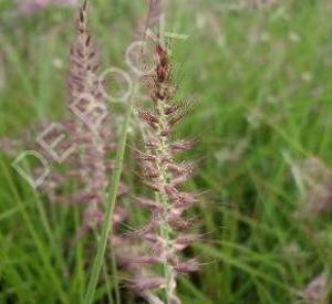 Pennisetum orientale 'Karley Rose'