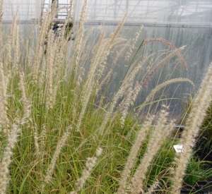 Pennisetum orientale 'Tall Tails'