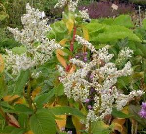 Persicaria polymorpha