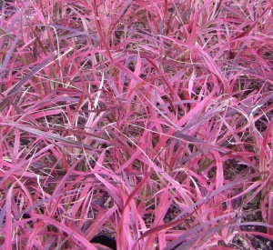 Pennisetum setaceum 'Rubrum'