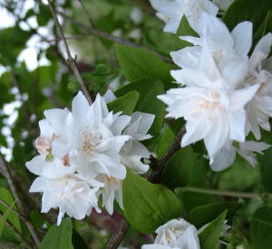 Philadelphus 'Bouquet Blanc'