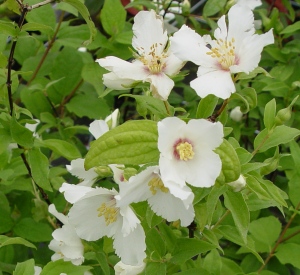 Philadelphus 'Belle Etoile'