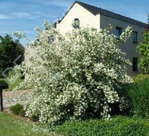 Philadelphus 'Lemoinei'