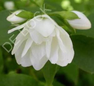 Philadelphus 'Manteau d'Hermine'