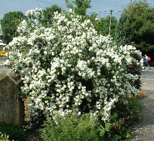 Philadelphus 'Virginal'