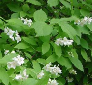 Philadelphus coronarius