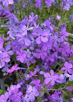 Phlox divaricata 'Blue Moon'