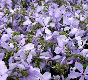 Phlox divaricata 'Clouds of Perfume'