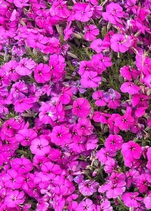 Phlox douglasii 'Red Admiral'