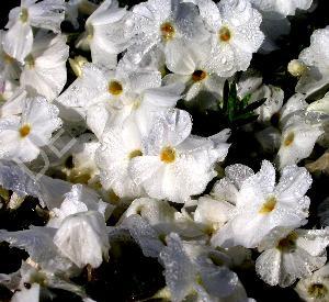 Phlox douglasii 'White Admiral'