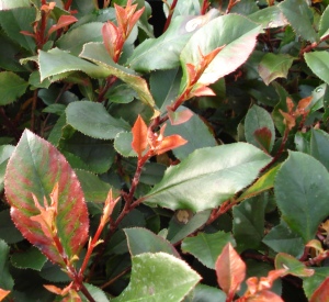 Photinia fraseri 'Little Red Robin'