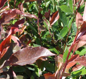 Photinia fraseri 'Red Robin'