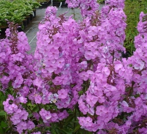 Phlox maculata 'Alpha'