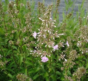 Phlox maculata 'Natascha'