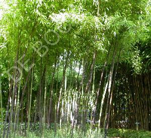 Phyllostachys nigra