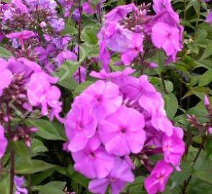 Phlox paniculata 'Amethyst'