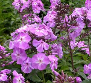 Phlox paniculata 'Blue Boy'