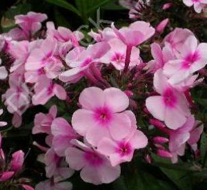 Phlox paniculata 'Bright Eyes'