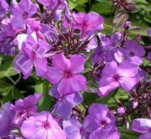 Phlox paniculata 'Blue Paradise'